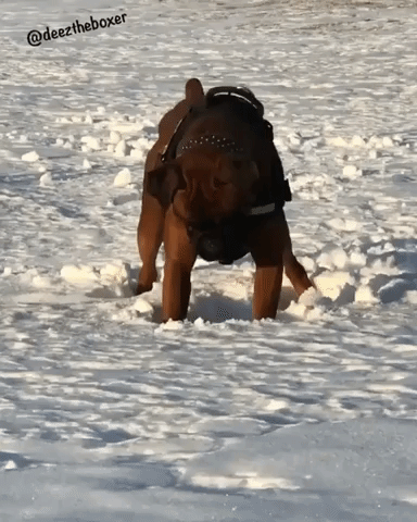 Dog Digs in Snow to Retrieve Tennis Ball