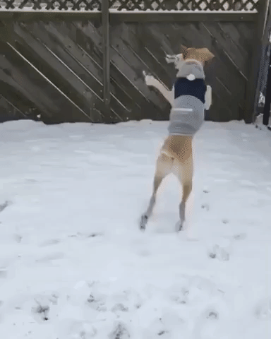 Playful Dog Loves Snow