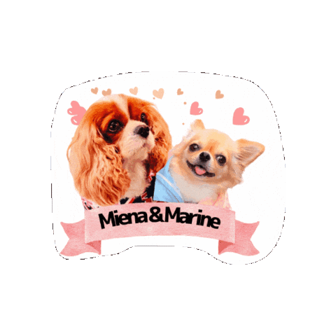 Cavalierkingcharlesspaniel Sticker