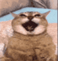Mei Mei Cat GIF