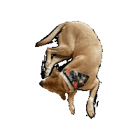 Pokemon Sleeping Sticker by Geekster Pets