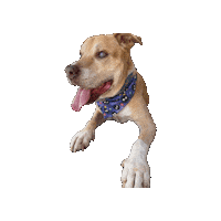 Dog Ghibli Sticker by Geekster Pets