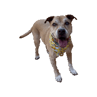 Senior Dog Lazy Egg Sticker by Geekster Pets