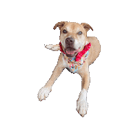 Princesses Senior Dog Sticker by Geekster Pets