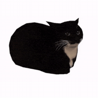 Cat Spinning GIF