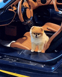 Cute Dog Pomeranian GIF