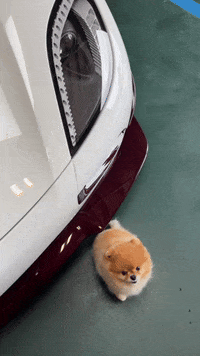 hrhchewy pomeranian hrhchewy chewy aka kroshka chewy kroshka GIF