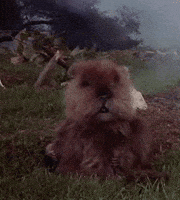 am GIF