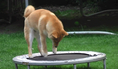 bounce trampoline GIF