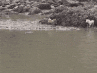 Where Are You Dog GIF