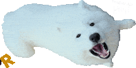 Sticker Roar Sticker
