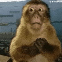 Shocked Monkey GIF