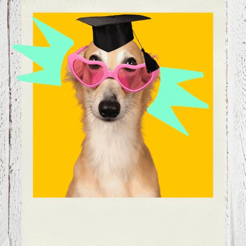 Actionreussite giphyupload bravo graduation rqré GIF