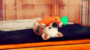 carrot GIF