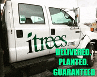 chicago trees GIF by iTreesChicago