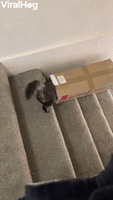 Cardboard Box Taxis Kitty Downstairs
