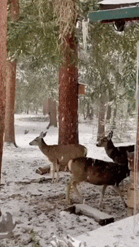 Deer Shelter Under Trees as Snow Falls Near Denver