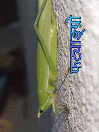 Grasshopper GIF