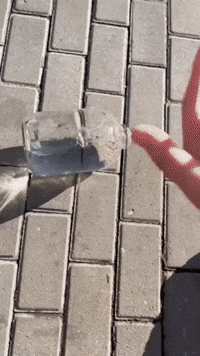 Cat GIF