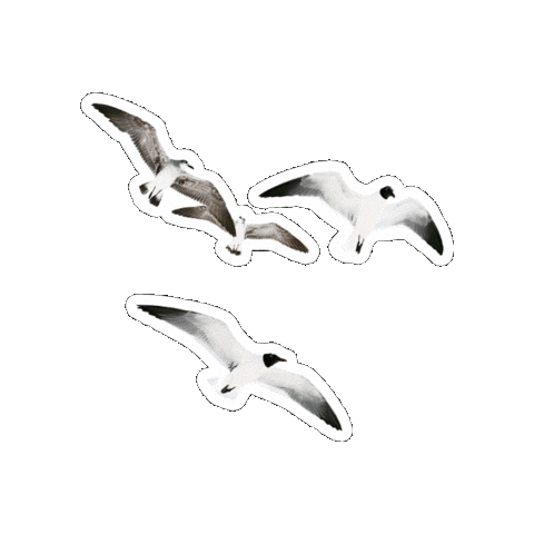 Birds Gasstation Sticker by orlenunipetrol