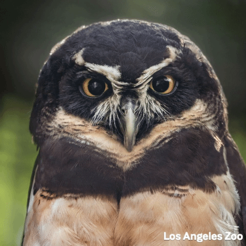 angry los angeles zoo GIF by Los Angeles Zoo and Botanical Gardens