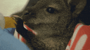 Happy I Love You GIF by San Diego Zoo Wildlife Alliance