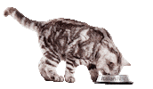 Cat Love Sticker by ItalianWay Pet