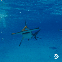 Hammerhead Shark Swimming GIF by Shark Week