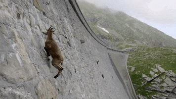 Goat GIF by Coral Garvey