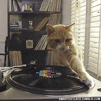 Cat Dj GIF