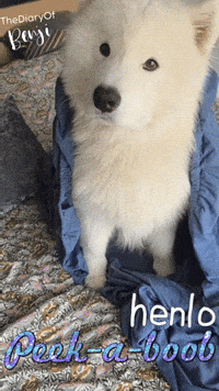 Peek A Boo Hello GIF