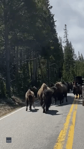 Bison Walking With Calves Hold Up Traffic in Yellowstone