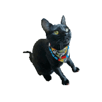 Star Wars Cat Sticker by Geekster Pets