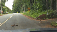 Mother Deer Nudges Bambini Out of Danger on Baby Doll Road
