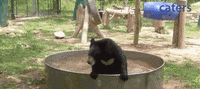 Bear Swimming GIF