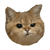 Cat What Sticker by imoji