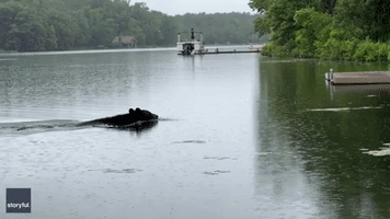 Canoeist Joined by Swimming Black Bear in Connecticut Lake