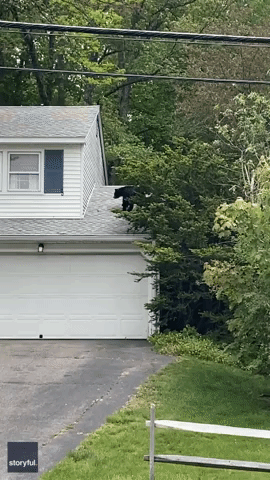 Bear Spotted Snooping Around Roof of Connecticut Home