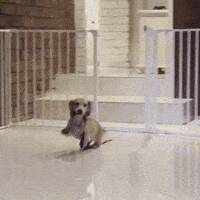 Dog Puppy GIF