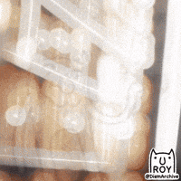 College Yes GIF