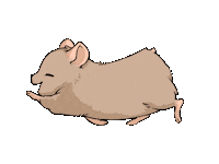 JinKusaka hamster 倉鼠 鼠 鼠鼠 Sticker