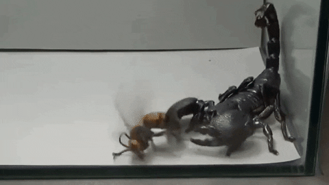 hornet GIF