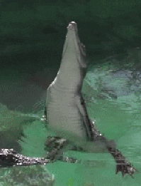 swamp people wiggle GIF