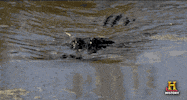 alligator gator GIF by Swamp People