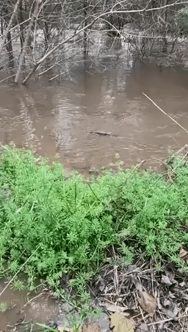 Endangered Platypus Spotted in Peel River Near Tamworth After Rains