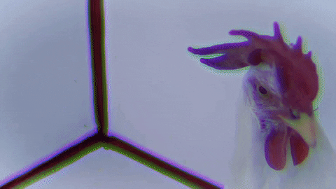 mergerecords giphyupload dogs puppy plants GIF