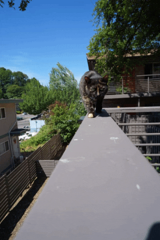 aaronroche giphygifmaker GIF