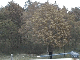 GIF by Cosmic Evil