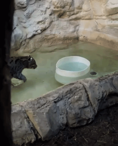 Adorable Wildcat Goes Fishing at San Antonio Zoo