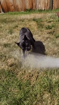 Hot Dog! Perspiring Pup Cools Down Amid Heat Wave